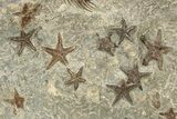 Wide Slab With + Fossil Starfish & Trilobites #234590-4